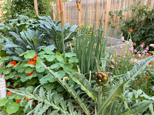 Denver Kitchen Gardens